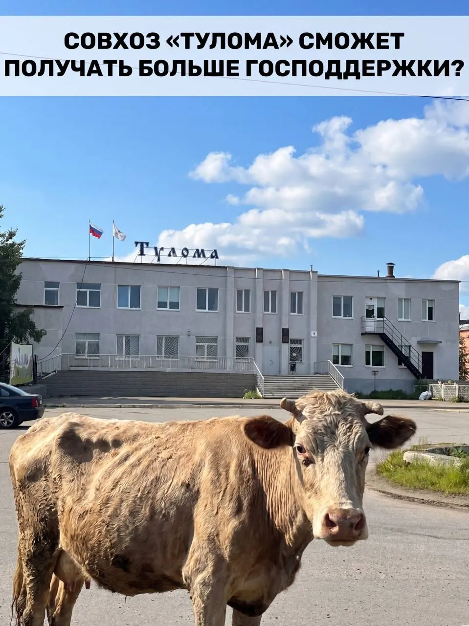 Правительство изменило правила субсидирования молочных хозяйств: теперь федеральную помощь смогут получать и предприятия с долей государства или муниципалитета свыше 25%. Для Мурманской области это важно на фоне трудностей в совхозе «Тулома».