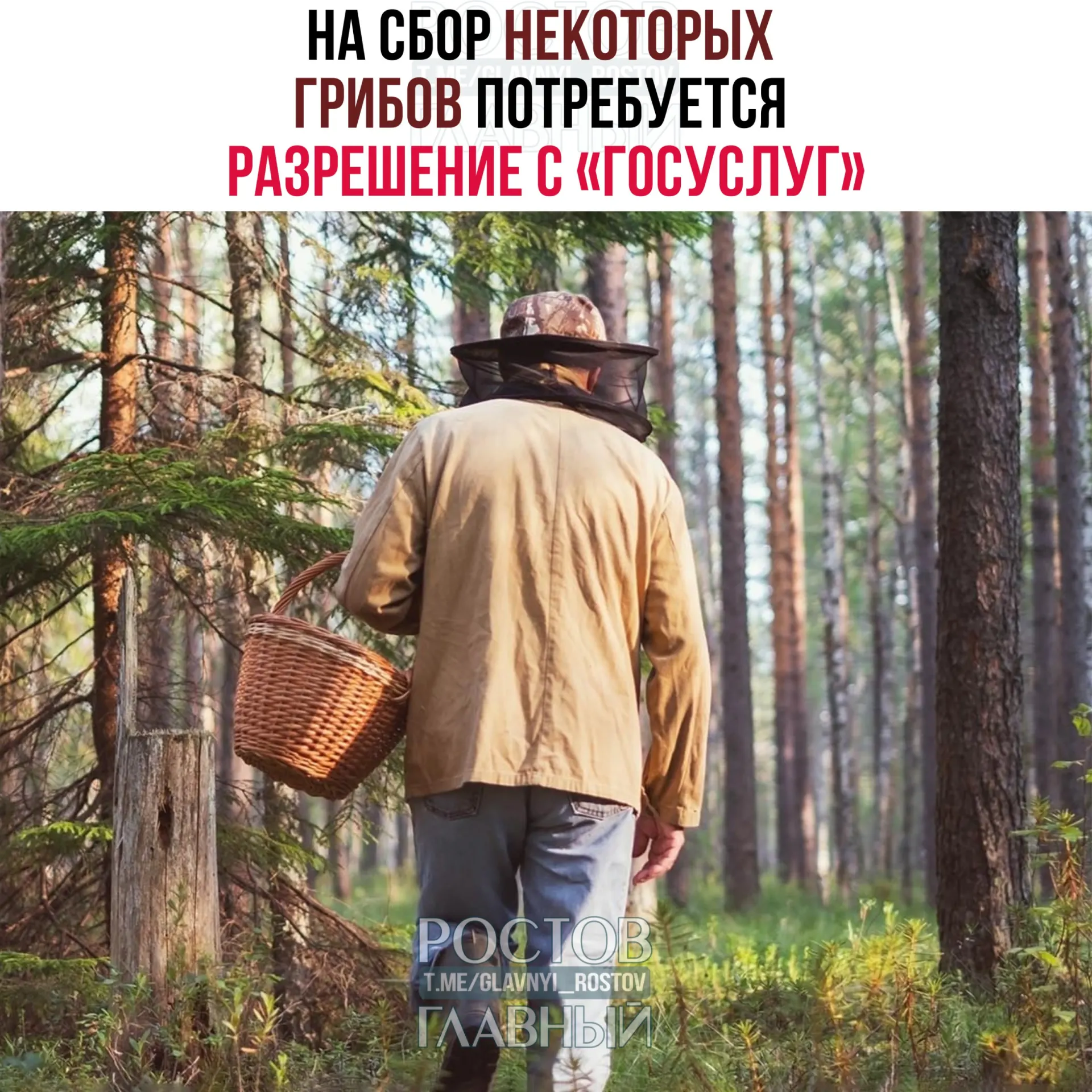 Разрешение потребуется для некоторых редких видов, в том числе сыроежки золотистой и чёрного трюфеля. Заявления будут рассматривать до 15 дней; за сбор краснокнижных грибов без разрешения предусмотрена уголовная ответственность.