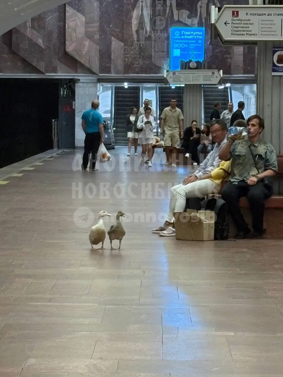 На станции метро «Площадь Ленина» в Новосибирске пассажиры заметили необычных попутчиков — уток, мирно ожидавших в вагоне. Куда они направлялись, неизвестно.