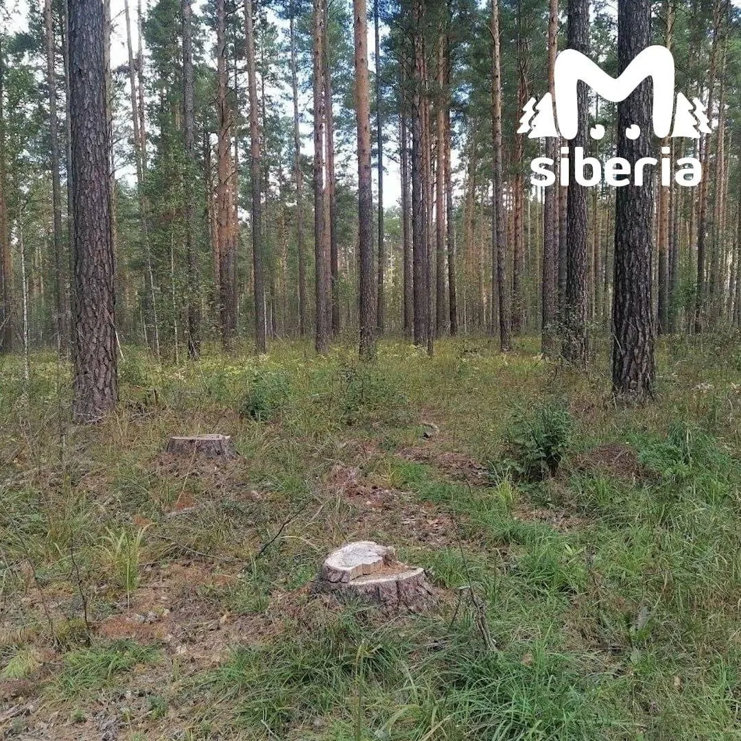 Местные заметили работу техники в лесном массиве и требуют пояснений по основаниям рубки и документам.