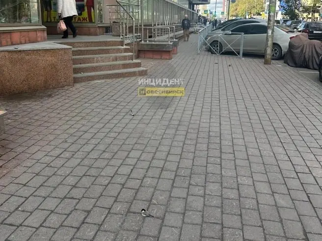 Экологи объясняют, что в конце лета и осенью в городах возрастает риск смертельных столкновений птиц со стеклянными поверхностями из-за света, рекламы и незнакомых городских условий.