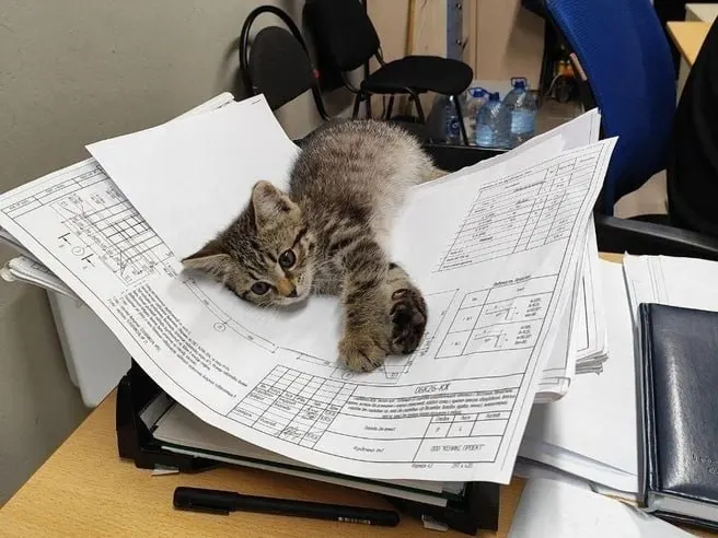 Котёнок по кличке Мурчик, которого подкармливали охранники на стройке в Новосибирске, получил новый дом.