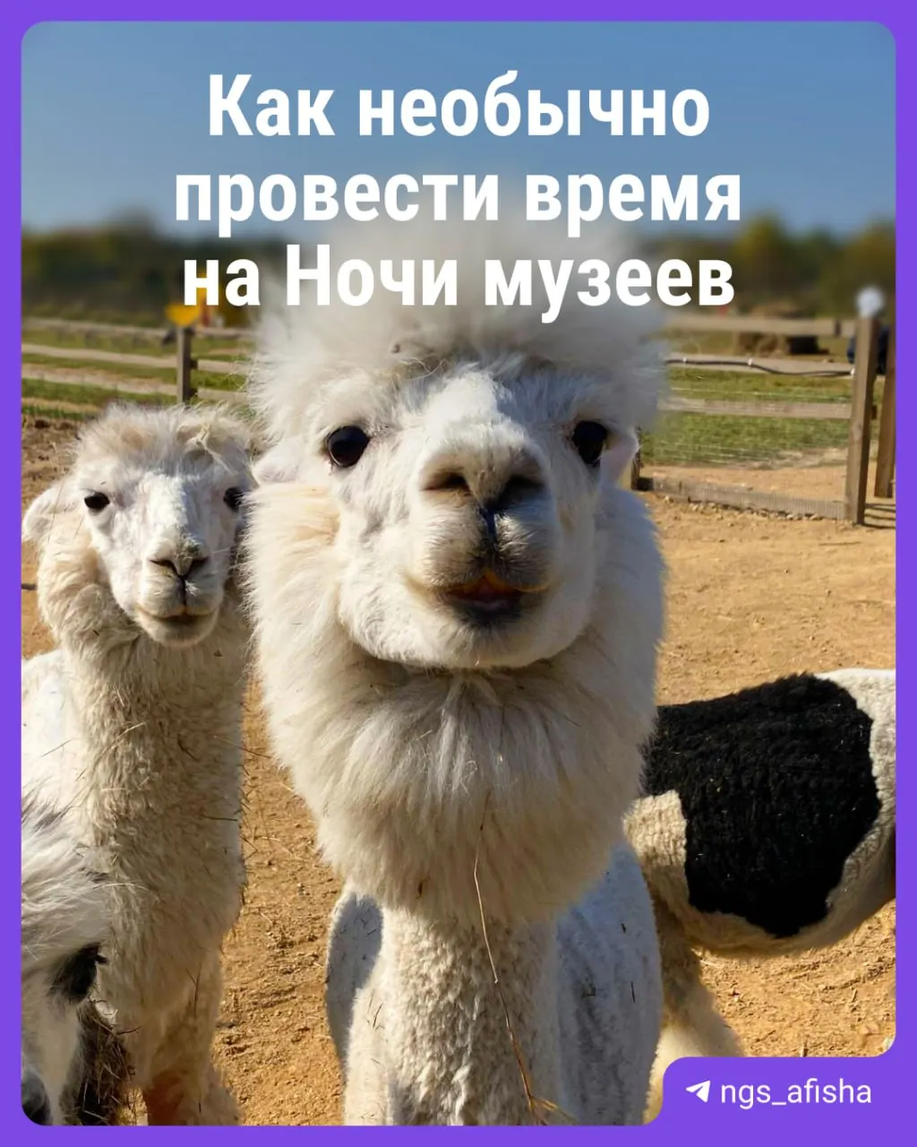 Подборка нестандартных событий на выходные: прядение на веретене, визит в синагогу, ужин с альпаками, старые игровые консоли и взрослое эротико-историческое шоу.
