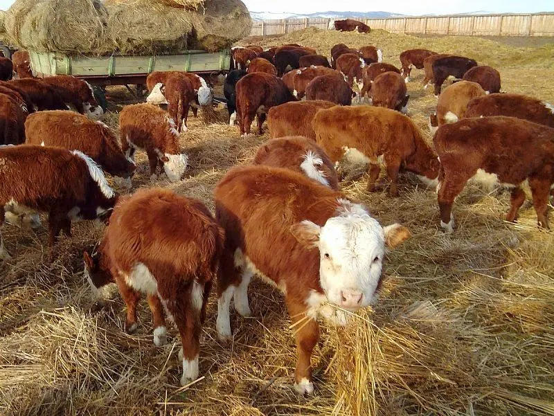 К маю 2026 года число крупного рогатого скота в регионе упало на 14,6%, особенно сильно сократилось поголовье овец и коз; производство мяса и птицы тоже снизилось.
