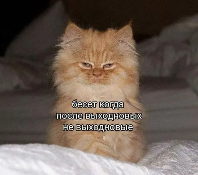 Подборка главных событий на первые летние выходные в Новосибирске: фестивали, концерты, выставки и городские активности — как бесплатные, так и платные.