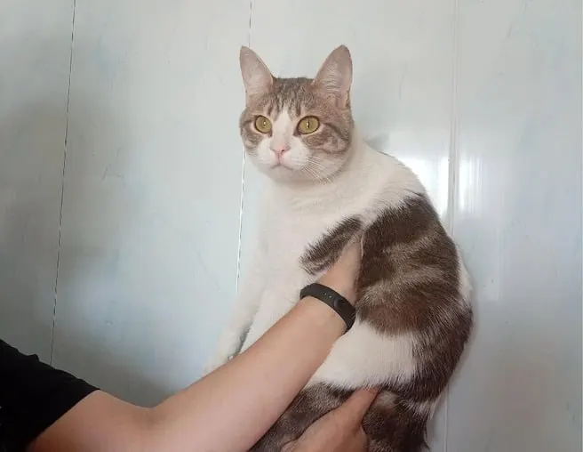 Кота, найденного детьми во дворе, приютили в Новосибирске. Ему около года, он кастрирован, добродушен и игрив. Волонтёры готовят его к передаче новой семье: скоро проведут вакцинацию и чипирование.
