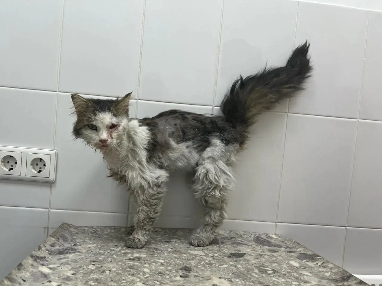 Кота нашли возле ОбьГЭС с серьёзными травмами: один глаз был повреждён, ему удалили поражённый глаз. Сейчас он восстанавливается и нуждается в заботе.