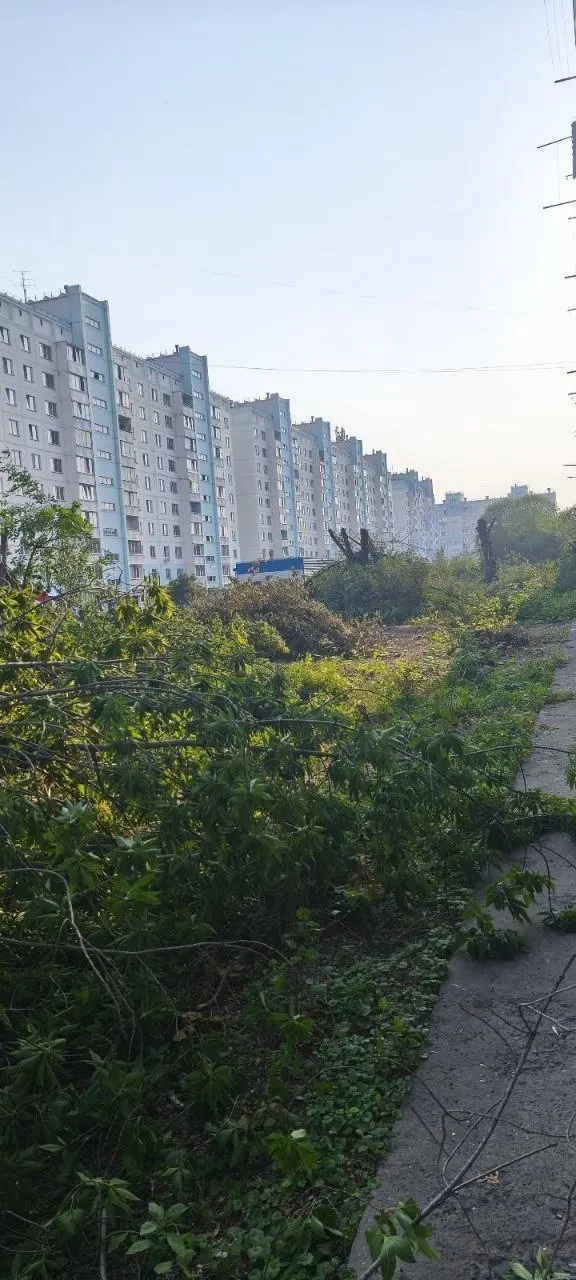 В нескольких районах Новосибирска коммунальные службы провели масштабные вырубки деревьев. Жители и депутат ставят под сомнение выбор участков и требуют объяснений от администрации.