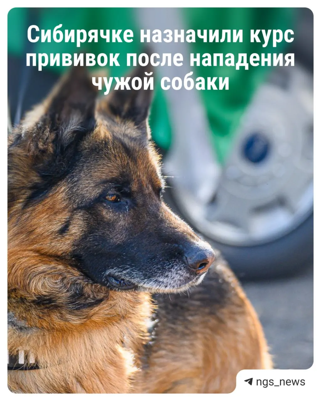 В подъезде жилого дома овчарка укусила женщину. Ей назначили курс профилактических уколов, хозяин готов оплатить лечение, пострадавшая обратилась в полицию.