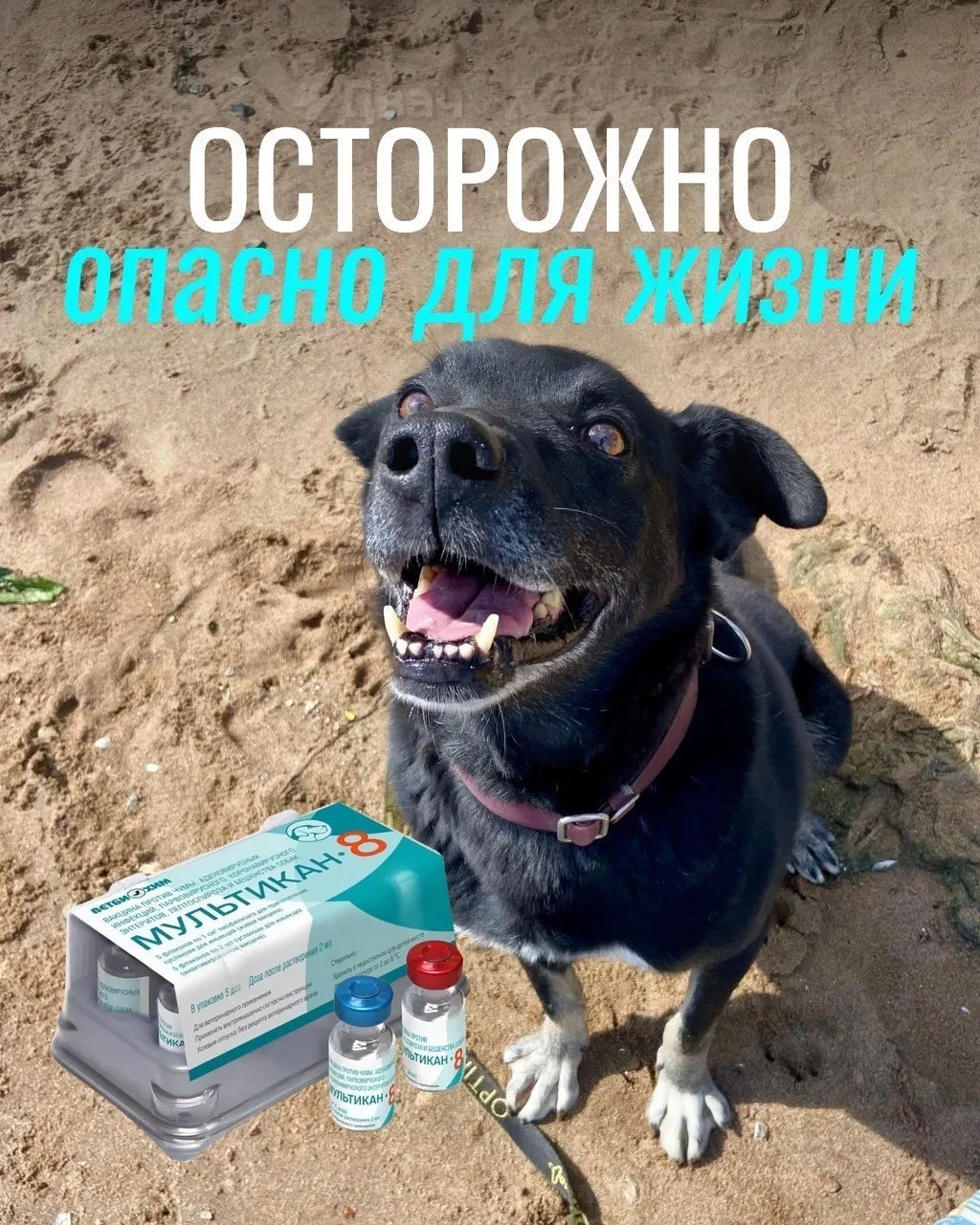 У владельцев появляются сообщения о судорогах, рвоте и иных осложнениях после прививки; часть партий вакцины изъята для проверки, окончательные выводы пока не сделаны.