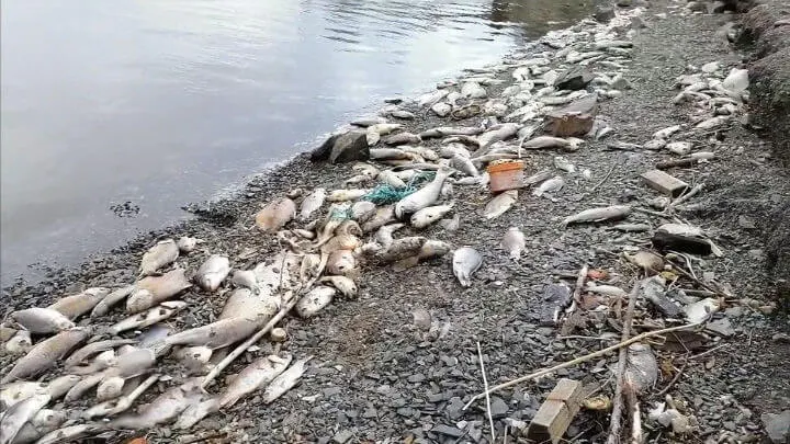После мощного паводка в водоемах Иртыша, Тобола, Туры и Исети зафиксированы гибели рыбы; специалисты отмечают снижение кислорода и загрязнение, восстановление займет годы.