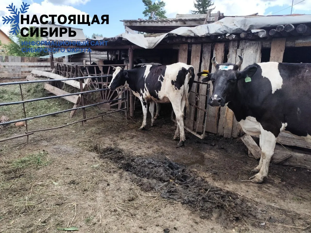 После соглашения правительства с фондом Святой Елены аграрии региона начинают получать обещанных 10 голов КРС каждому участнику.