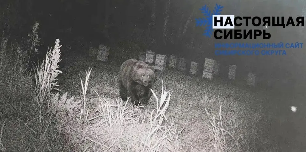 Медведи всё чаще появляются возле населённых пунктов региона и пасек; власти предупреждают о правилах поведения и мерах предосторожности.