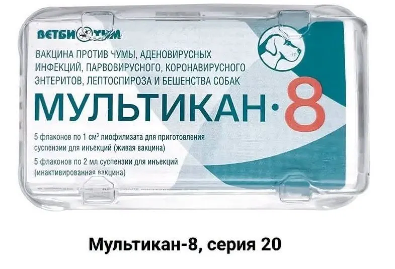 Владельцы собак, погибших после вакцинации препаратом «Мультикан-8», обращаются к блогерам, активистам и журналистам с призывом привлечь внимание и провести независимое расследование.