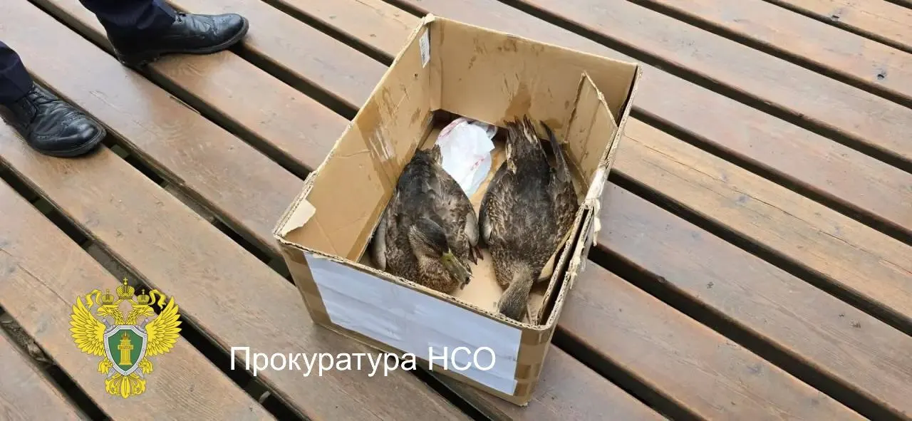 Прокуратура региона привлекает специалистов к расследованию гибели птиц в парке Каменка; результат приведет к принятию мер прокурорского реагирования.