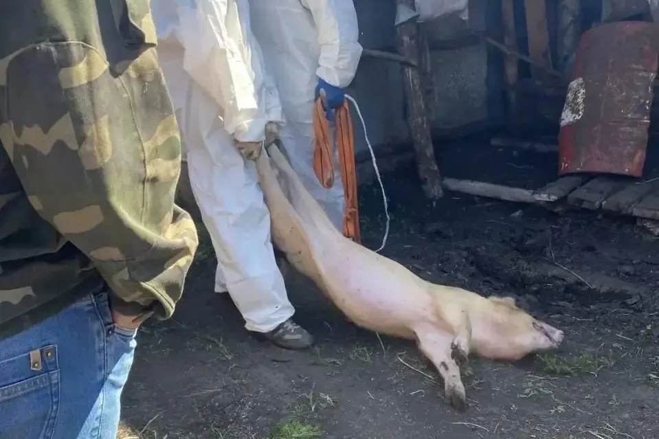 В нескольких районах региона развернули санитарные посты и начали уничтожение поголовья свиней в рамках борьбы с африканской чумой, сопровождаемой выплатой компенсаций и штрафами за несдачу поголовья.