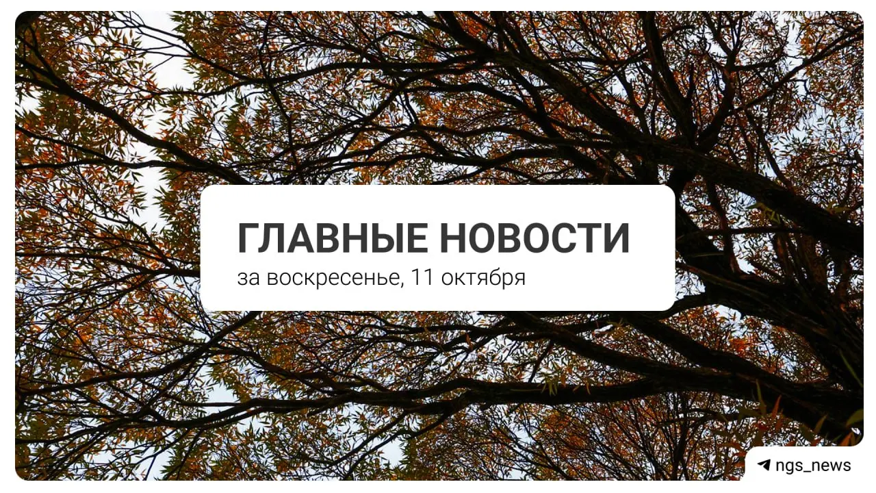 Краткий дайджест дня о проблемах с дорогами в Новосибирске и связанных темах: мошенники, сбои в сервисах и взгляд на манулов.